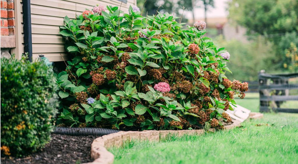 landscape edging