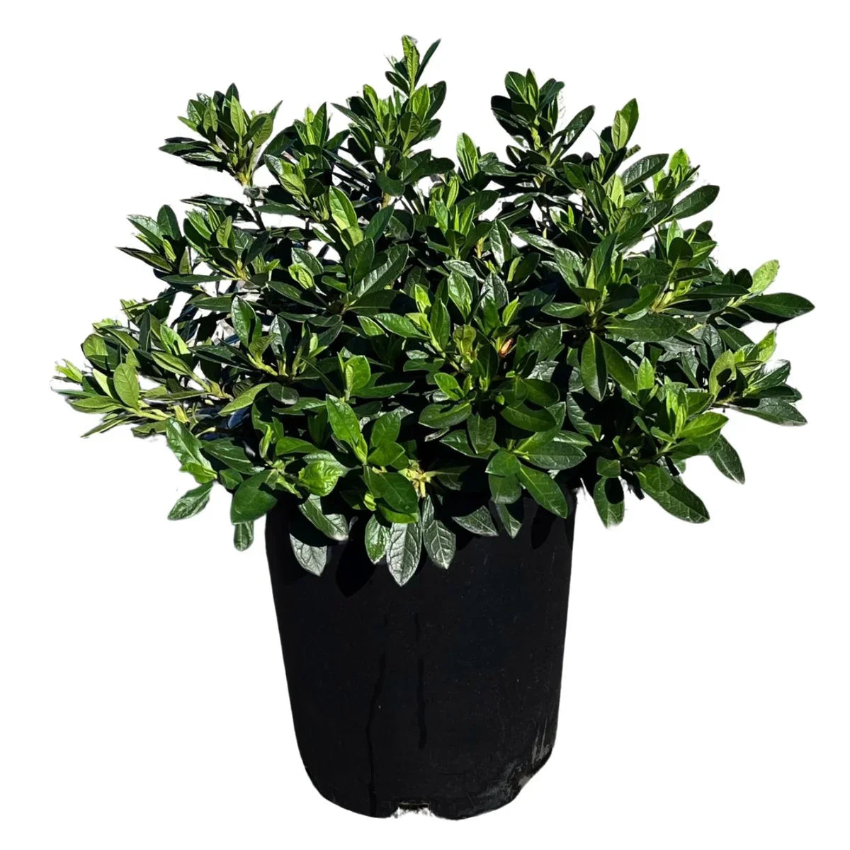 Alder & Oak Azalea Shrub