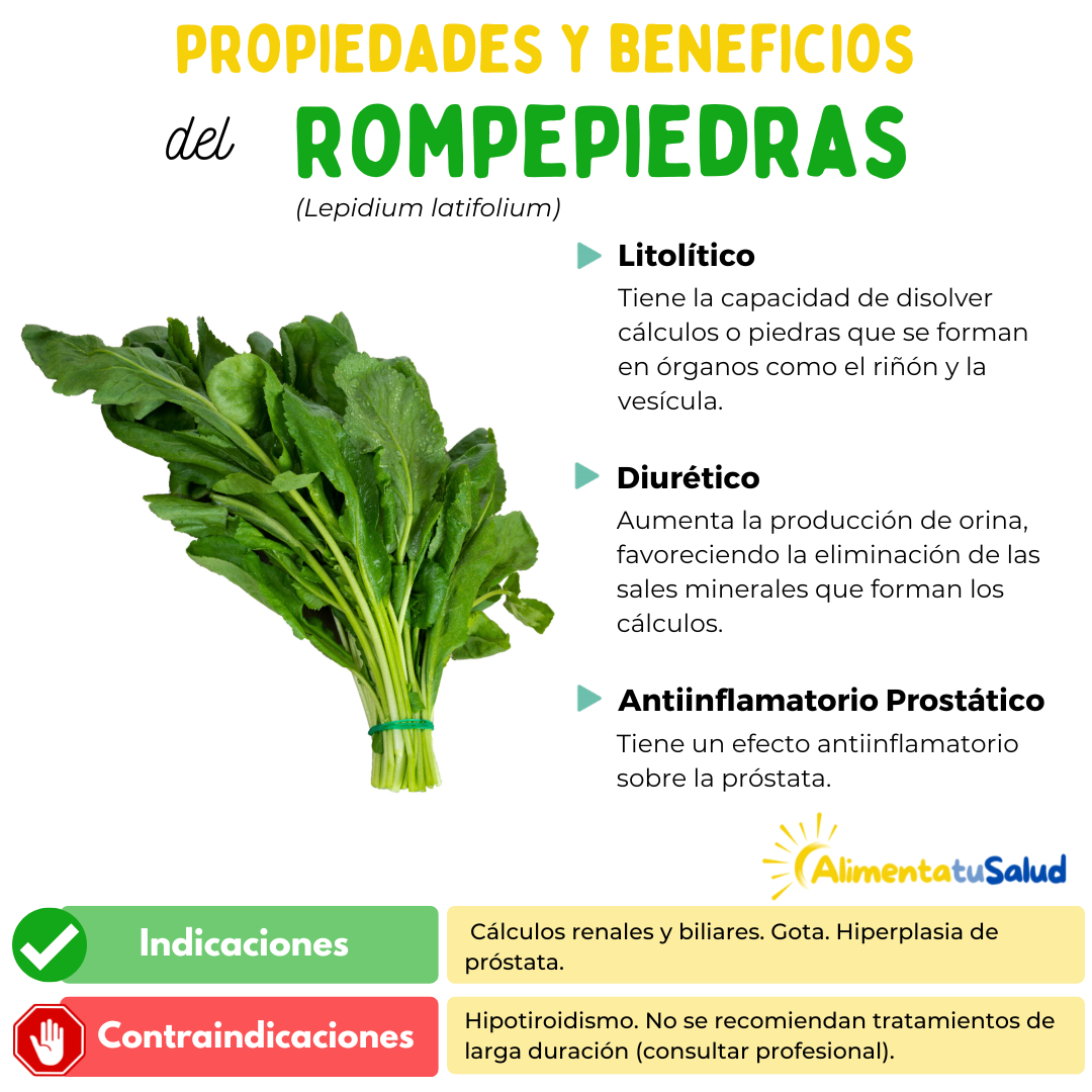 propietats i beneficis de la planta medicinal Trencapedres, fitxa del Trencapedres, indicacions i contraindicacions del Trencapedres, antiinflamatori pròstata, pedres al ronyó i la vesícula, alimenta la teva salut, que cura el Trencapedres, perquè serveix el Trencapedres.