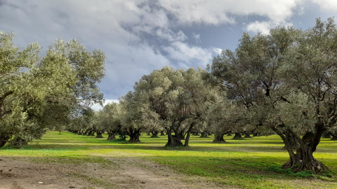 Olive trees on Italian olive farm