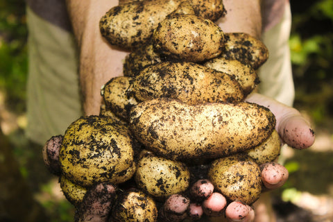 Vegetable garden, potatoes in hand