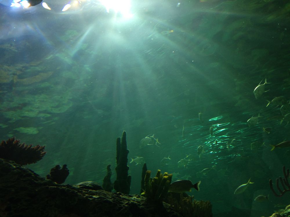aquarium2