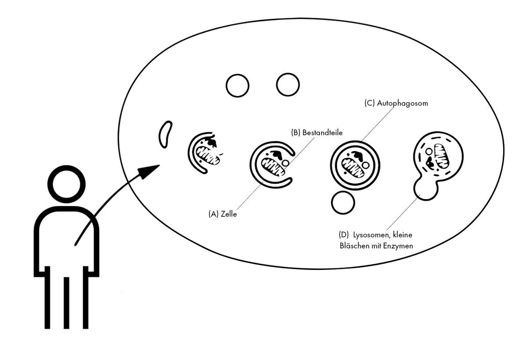 Autophagie in der Zelle