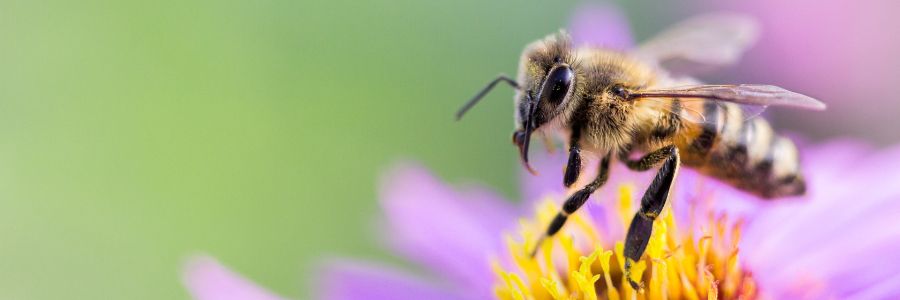 Bienen stechen nur zur Verteidiung