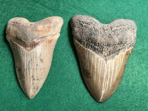 a pair of Megalodon's teeth, about 5 inches long.