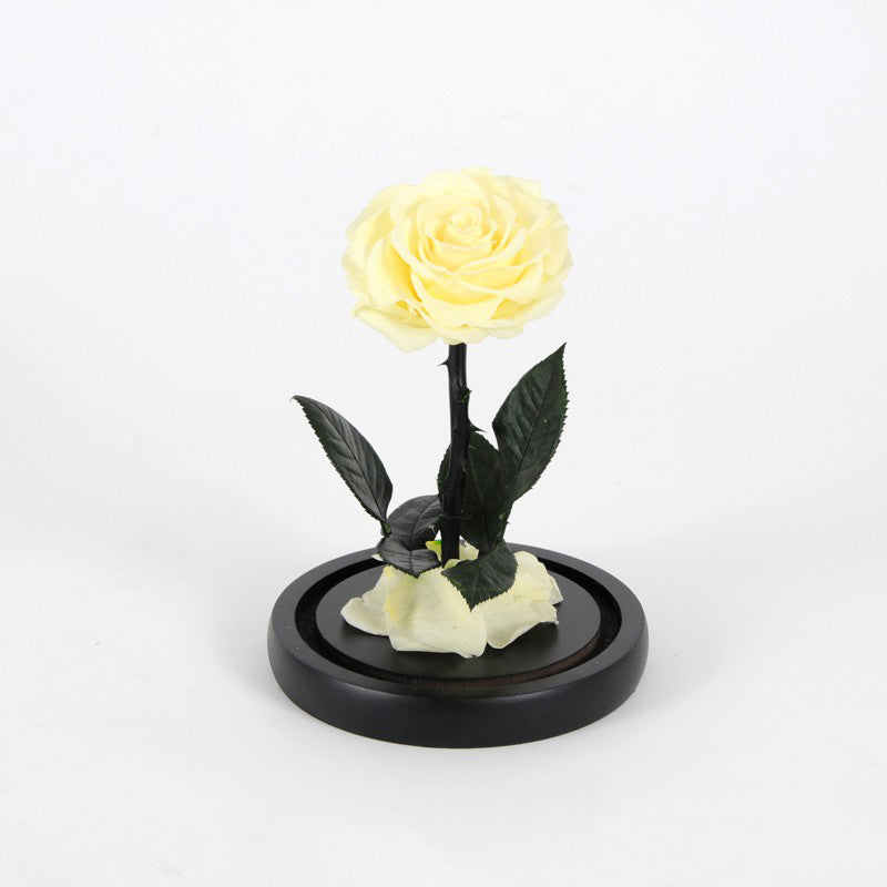 Rose éternelle jaune sous cloche avec boite cadeau – Velaroses