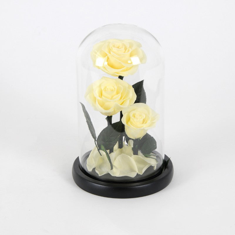 Trois Roses éternelles jaune sous cloche avec boite cadeau – Velaroses