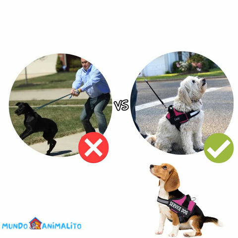 Coleira Peitoral para Cachorro Personalizável Safe Buddy | Mundo Animalito