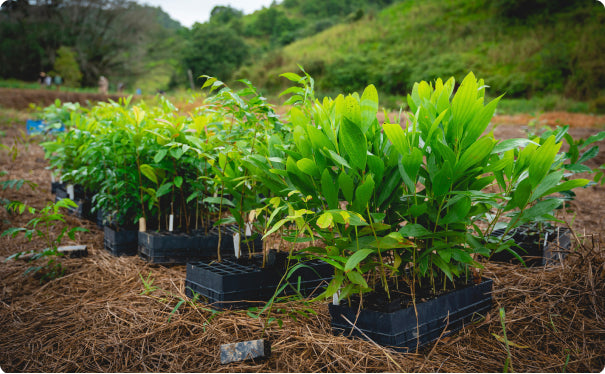 Planting Trees