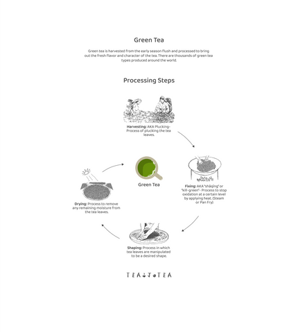 The processing steps of green tea