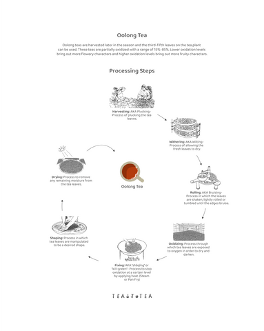 The processing steps of oolong tea