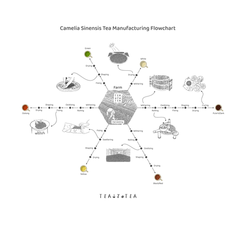 Camelia-Sinensis-Tea-Manufacturing-Flowchart
