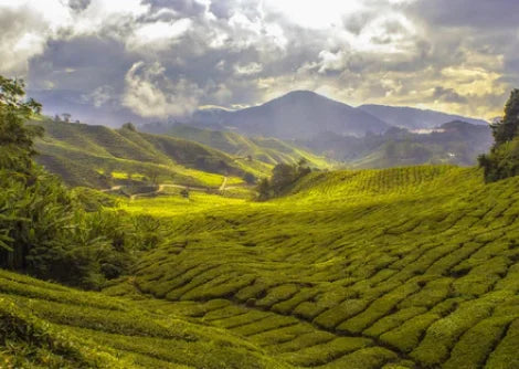 Tea Region