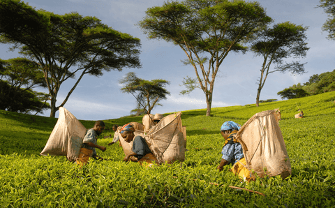 Tea farming