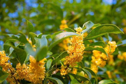 Benefits of Osmanthus tea