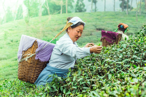 Harvesting of Huang Shang Yellow Tea