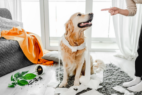 犬のトイレのしつけの基本　ポイント3つをご紹介