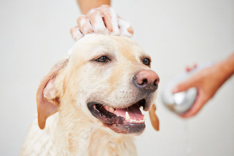 シャワーをしてもらって嬉しそうな犬
