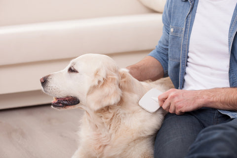 シャワー前にブラッシングを飼い主から受ける犬