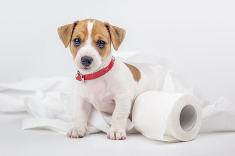 犬のトイレのしつけを始めるタイミングとは