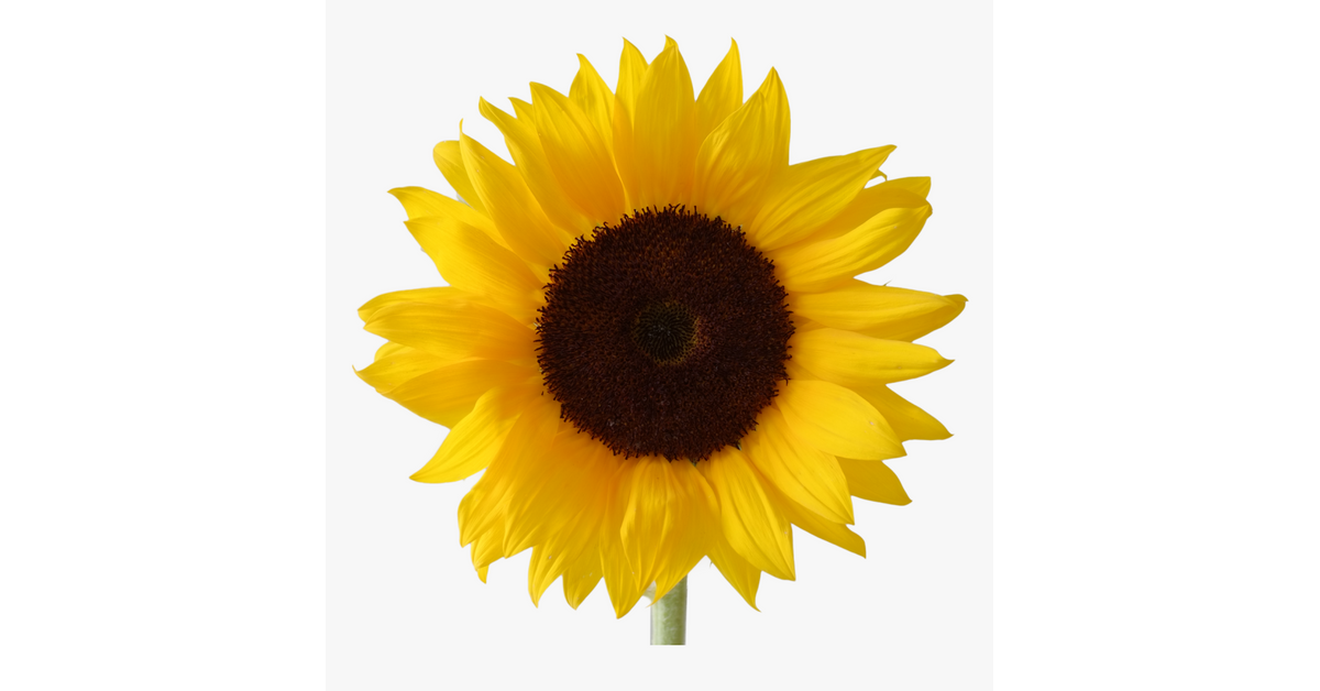 Sunflower226