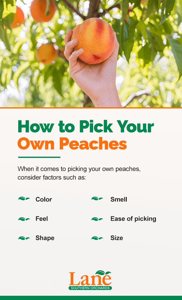 All About Peaches - How to Pick, Prepare & Store