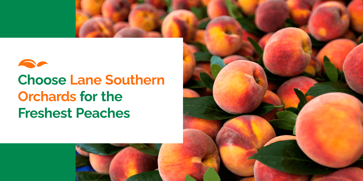 How Peaches Are Harvested and Other Peach Fun Facts - Farm Flavor