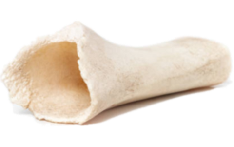 Pequeno segmento de um osso, mostrando seu interior oco