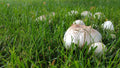 mushrooms growing in my lawn