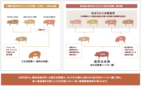 鹿野ファームの4元豚