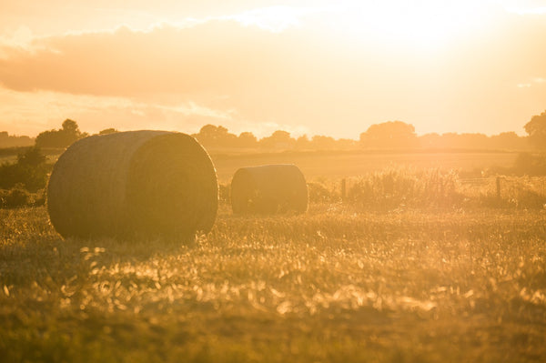 Imagen de un campo de heno iluminado por el sol.