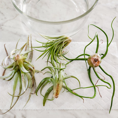 Four air plants drying upside down on a paper towel.