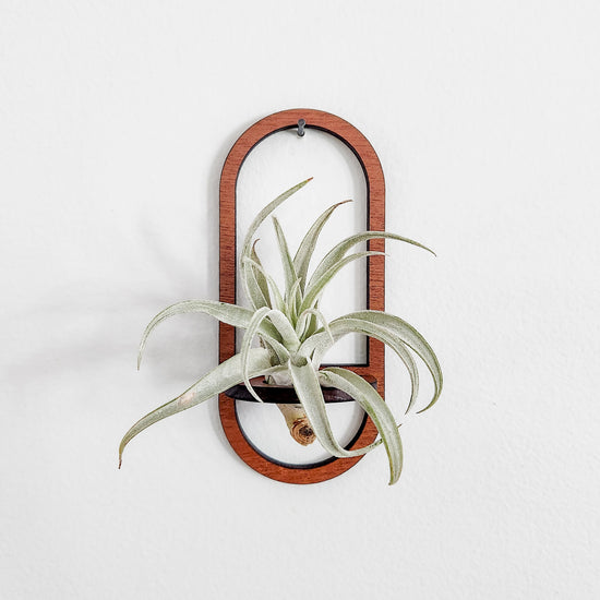 Air Plant Holder - Display Air Plants with Stylish Wooden Wall