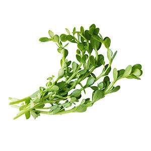 Bacopa Herb Extract (150 mg)