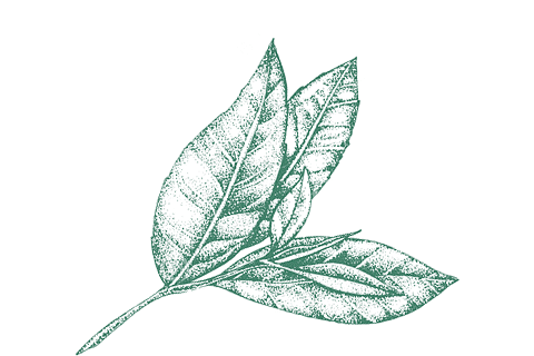 Green Tea Leaf Extract (330 mg)