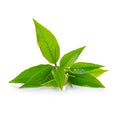 green tea leaf