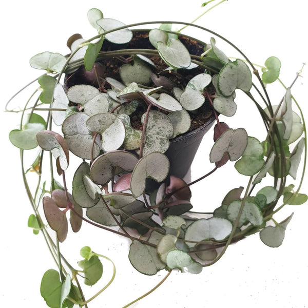 String Of Hearts | Silver Glory