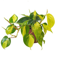 Buy Philodendron Plants Online