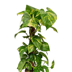 Buy Pothos Plants Online