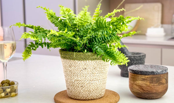 Best Indoor Plants For The UK