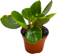 Chinese Money Plant