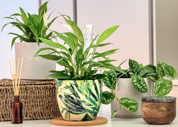 Choosing the Perfect Indoor Plant