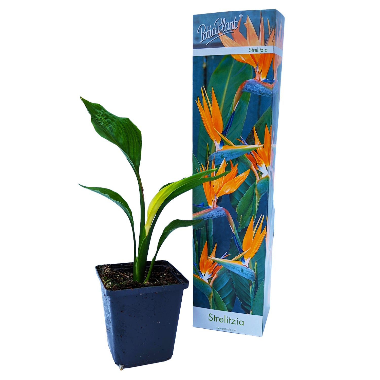 Bird Of Paradise | Strelitzia Reginae 