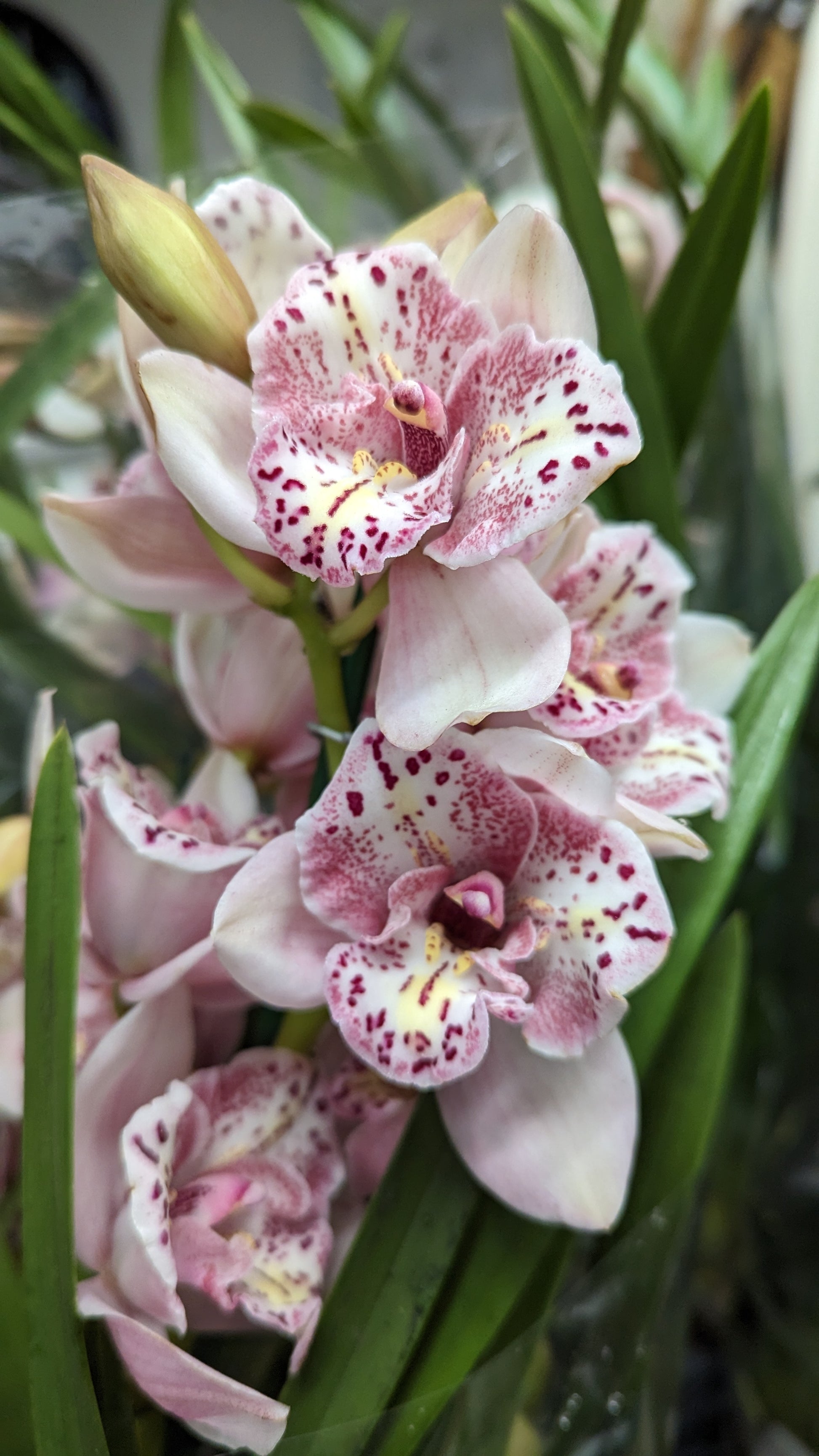 orchid cymbidium plant