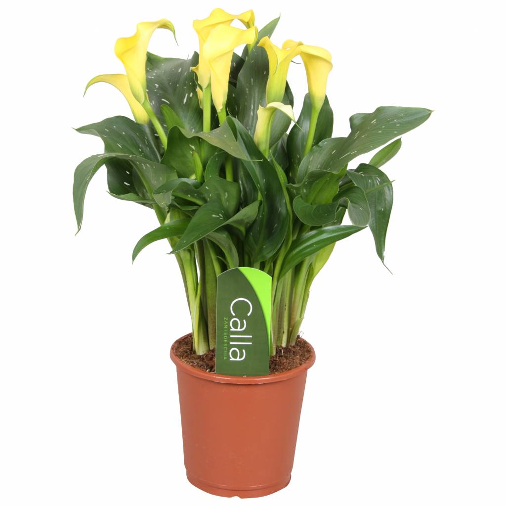 Calla Lily | Sunclub | Zantedeschia 