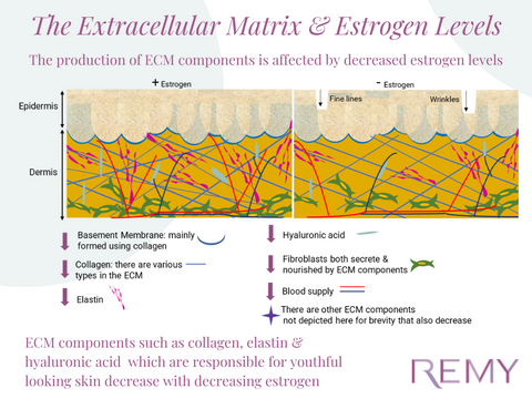 ECM components such as collagen, elastin & hyaluronic acid  which are responsible for youthful looking skin decrease with decreasing estrogen