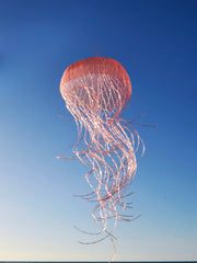 Aly de groot jellyfish