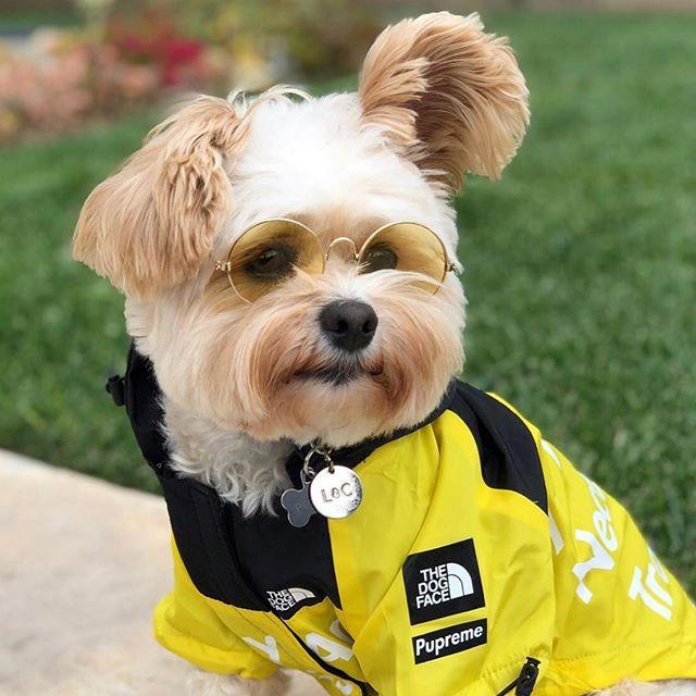 the north face dog clothes