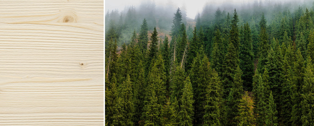 Fichtenholz und ein Tannenwald