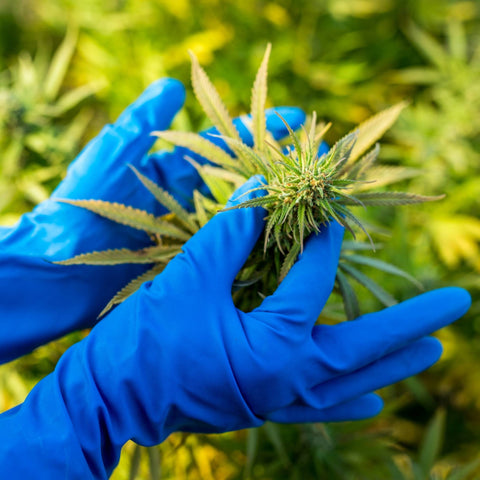 hands mending to a cbd plant with gloves on 